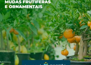Secretaria da Agricultura iniciou as encomendas da Campanha de Compra Conjunta de Mudas Frutíferas e Ornamentais em Zortéa