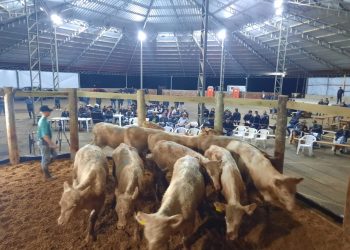 Leilão do Gado Geral em Zortéa movimenta quase R$ 950 mil