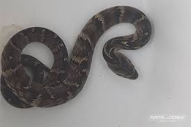 MAIS DUAS COBRAS VENENOSAS SÃO ENCONTRADAS DENTRO DA IGREJINHA DO BAIRRO ÁGUA SANTA EM ZORTÉA (VEJA O VIDEO)